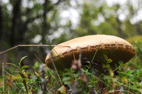 Photo: Mushroom in the brushwood Mushroom in the brushwood