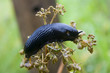 Black slug