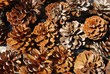 Piñas
