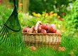 Healthy Organic Apples in the Basket. Healthy Organic Apples in the Basket.