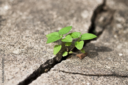 Photo: weed growing through crack in pavement weed growing through crack in pavement
