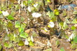 Crowded colorful butterflies Crowded colorful butterflies