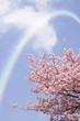 桜の花にかかる虹
