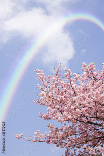 Photo: 桜の花にかかる虹 桜の花にかかる虹