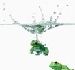 Frosch Wasser 3
