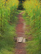 Pathway between plants of Cosmos flower, Asteraceae