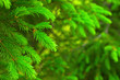 fir branch