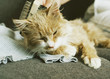 cat is being combed