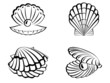 Seashells