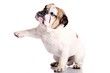 englische Bulldogge gibt Pfötchen
