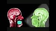 Communicating Brains Communicating Brains