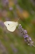 Schmetterling Südtirol