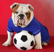 sports hound