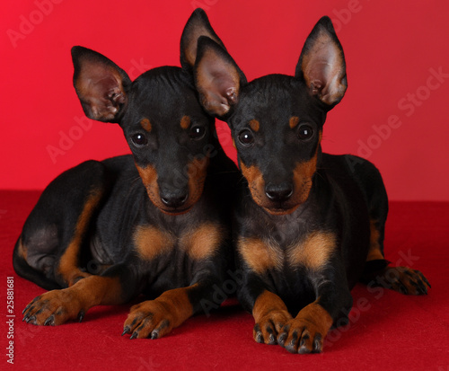 Photo: manchester terrier puppies manchester terrier puppies