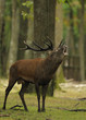 la brame du cerf