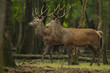 foret foret