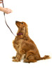 Dog Training