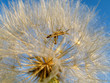 grasshopper on dandelion