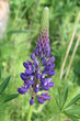 Purple lupine Purple lupine