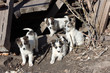 Playing homeless puppies Playing homeless puppies