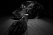 black and white dog