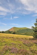 Bruyère au pied du puy Pariou