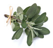 Ramo di salvia