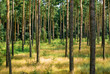Photo: forest forest