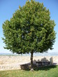 Árbol orgulloso