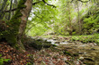 River stream with rocks River stream with rocks