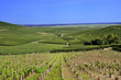 Vignoble Champenois