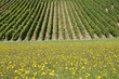 Vignoble Champenois