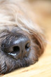 Hunde Nase