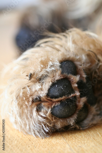 Foto: Pause Pause