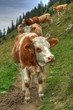 vache, moyenne, montagne, alpage