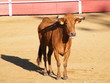 vaca brava