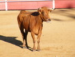 vaca brava