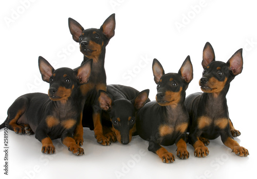 Photo: litter of puppies litter of puppies