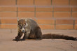 Ring-tailed Coati (Nasua nasua), native of Central America.