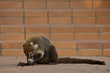 Ring-tailed Coati (Nasua nasua), eating a cupcake on a resort.