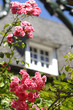 Kletterrosen im Sonnenschein vor Fenster und Jugenstil