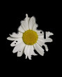 dirty daisy dirty daisy