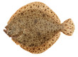 Freshly Caught Turbot (Psetta maxima) Isolated on White