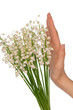 lily of the valley