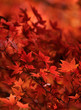 Red japanese maple leaves background