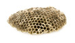 wasp's honeycombs