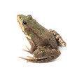 Green frog isolated