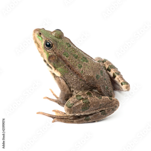 Photo: Green frog isolated Green frog isolated