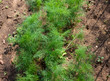 Organically grown dill Organically grown dill