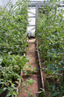 Tomato plants growing in greenhouse Tomato plants growing in greenhouse